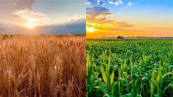 9. Amerika'nın tarım arazileri, ekinlerin kralları olan mısır ve buğdayla dolup taşıyor!