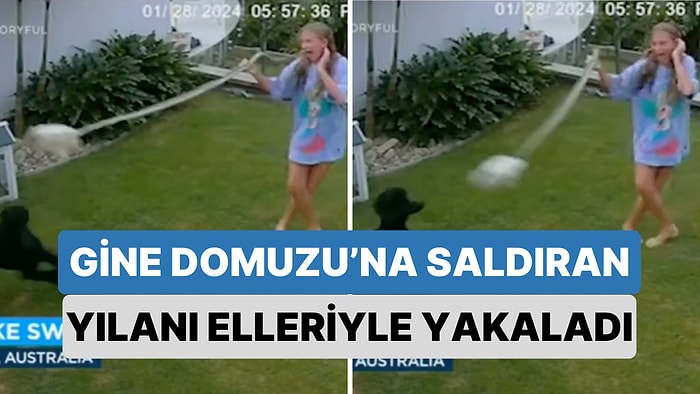 Gine Domuzu'nu Bir Piton Yılanının Saldırısından Kurtarmak İsteyen Küçük Kız Pitonu Elleriyle Yakaladı