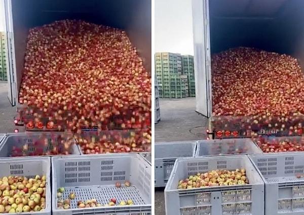 Bir grup işçi, elmaları kasalara yerleştirmenin oldukça basit ama bir o kadar da etkili yolunu buldu.