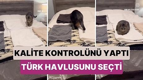 Birkaç Farklı Markanın Havlularının Kalite Kontrol Testini Yapan Kedi Türk Havlusunu Beğendi