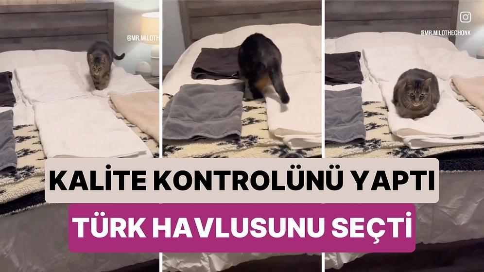 Birkaç Farklı Markanın Havlularının Kalite Kontrol Testini Yapan Kedi Türk Havlusunu Beğendi