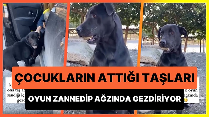 Terk Edildiği Köyde Çocukların Attığı Taşları Oyun Zannedip Ağzıyla Gezdiren Köpeğin İç Acıtan Hikayesi