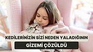 Sevimli Dostlarımız Kedilerin Yalama Davranışının Ardında Yatan Bilimsel Gerçekler