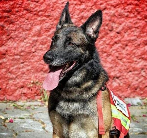 Meksikalı kurtarma köpekleri timinde yer alan Proteo adlı Alman kurdu Adıyaman'da arama kurtarma çalışmaları sırasında yoğun tempo ve iklim koşulları sebebiyle hayatını kaybetti.