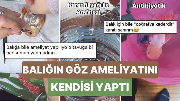 Bir Adam Oranda Japon Balığı'nın Gözünü Evde Kendi İmkanlarıyla Ameliyat Ettiği Anları Paylaştı