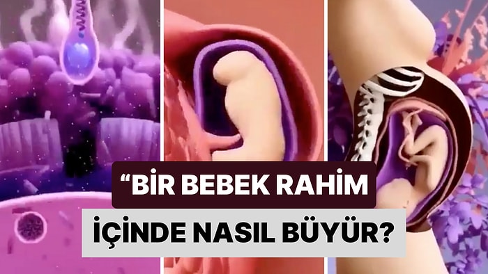 Bir Bebeğin Rahim İçinde Büyüme Sürecinin Tüm Detayları Bir Animasyonla Gösterildi