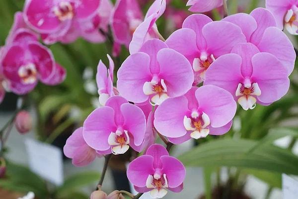 Baş harfi X olan sevgilin nadide ve narin orkideyi tercih ediyor.