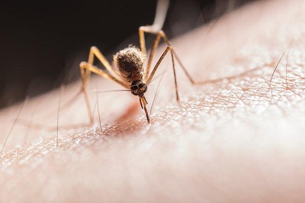 Sivrisineklerin 60 metreden karbondioksidin kokusunu alabildikleri belirtiliyor.