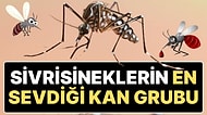 Sivrisineklerin En Çok Hangi Kan Grubundan Olanları Isırdığı Açıklandı: “60 Metreden Kokusunu Alabiliyor”