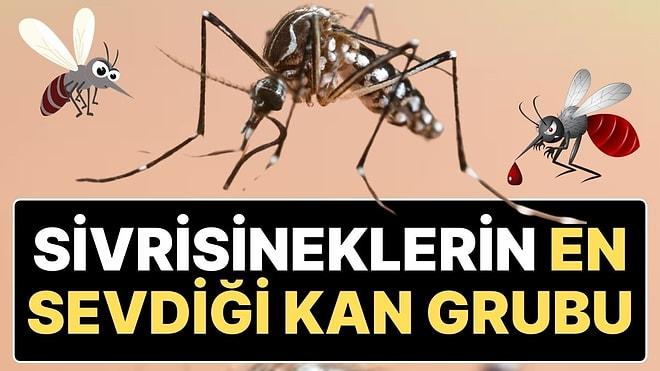 Sivrisineklerin En Çok Hangi Kan Grubundan Olanları Isırdığı Açıklandı: “60 Metreden Kokusunu Alabiliyor”
