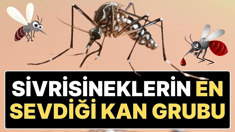 Sivrisineklerin En Çok Hangi Kan Grubundan Olanları Isırdığı Açıklandı: “60 Metreden Kokusunu Alabiliyor”