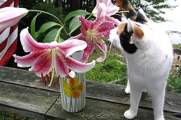6. Zambak çiçeği kediler için zehirli. Bu yüzden birine zambak almadan önce evinde patili dostu olup, olmadığını öğrenin.