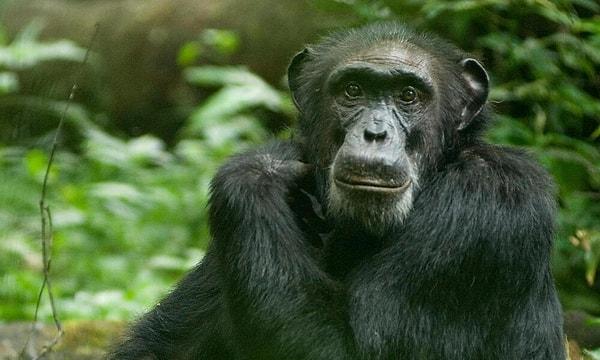 Chimpanzees: Masters of Problem-Solving