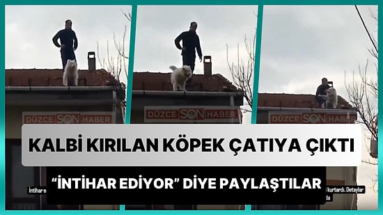 Kalbi Kırıldığı İçin İnsan Dostuna Küsüp Çatıya Çıkan Köpek: İtfaiye Ekiplerini Yanına Yaklaştırmadı
