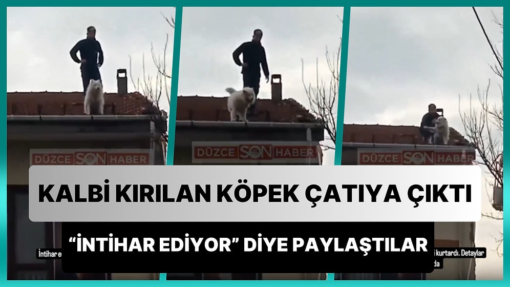 Kalbi Kırıldığı İçin İnsan Dostuna Küsüp Çatıya Çıkan Köpek: İtfaiye Ekiplerini Yanına Yaklaştırmadı