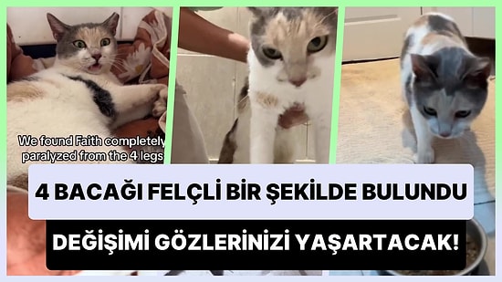 4 Bacağı Felçli Bir Şekilde Bulunan Kedinin Zaman İçerisinde Yaşadığı Değişim Karşısında Gözleriniz Dolacak!