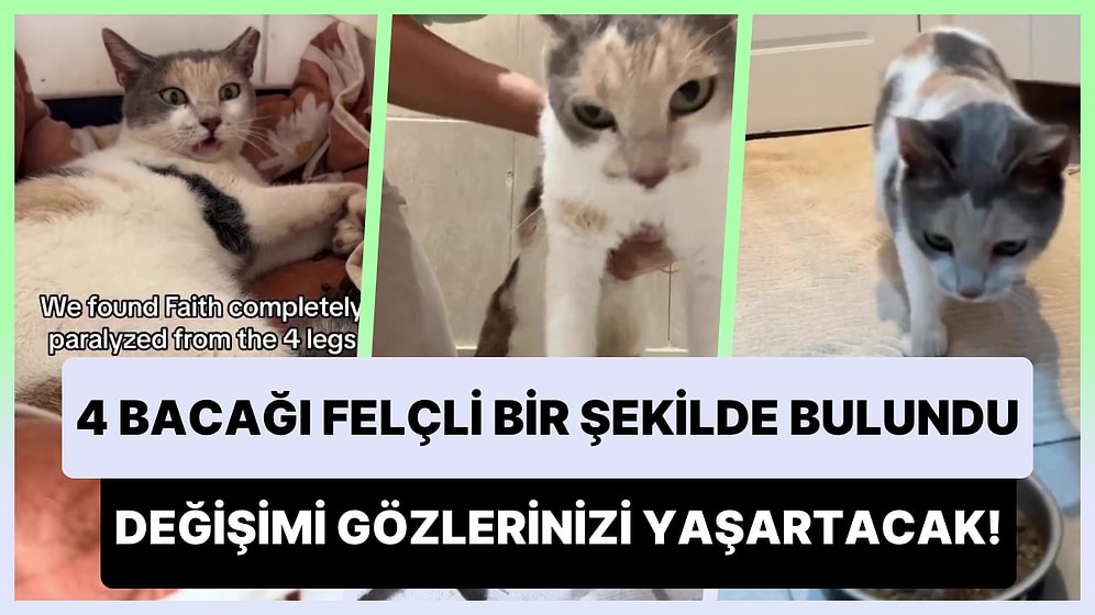 4 Bacağı Felçli Bir Şekilde Bulunan Kedinin Zaman İçerisinde Yaşadığı Değişim Karşısında Gözleriniz Dolacak!