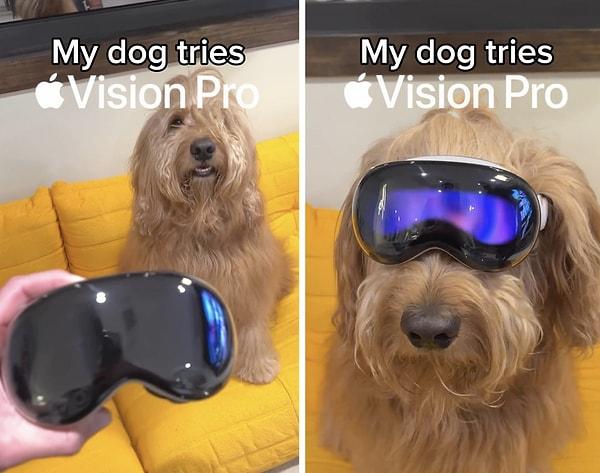 Bir kullanıcı bu sanal gerçeklik gözlüğünü köpeğine denetti.