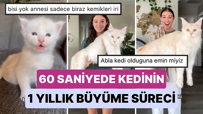 Kedinin Büyüklüğü Şaşırttı! Maine Cook Cinsi Kedisinin Büyüme Sürecini 60 Saniyelik Bir Video ile Gösterdi