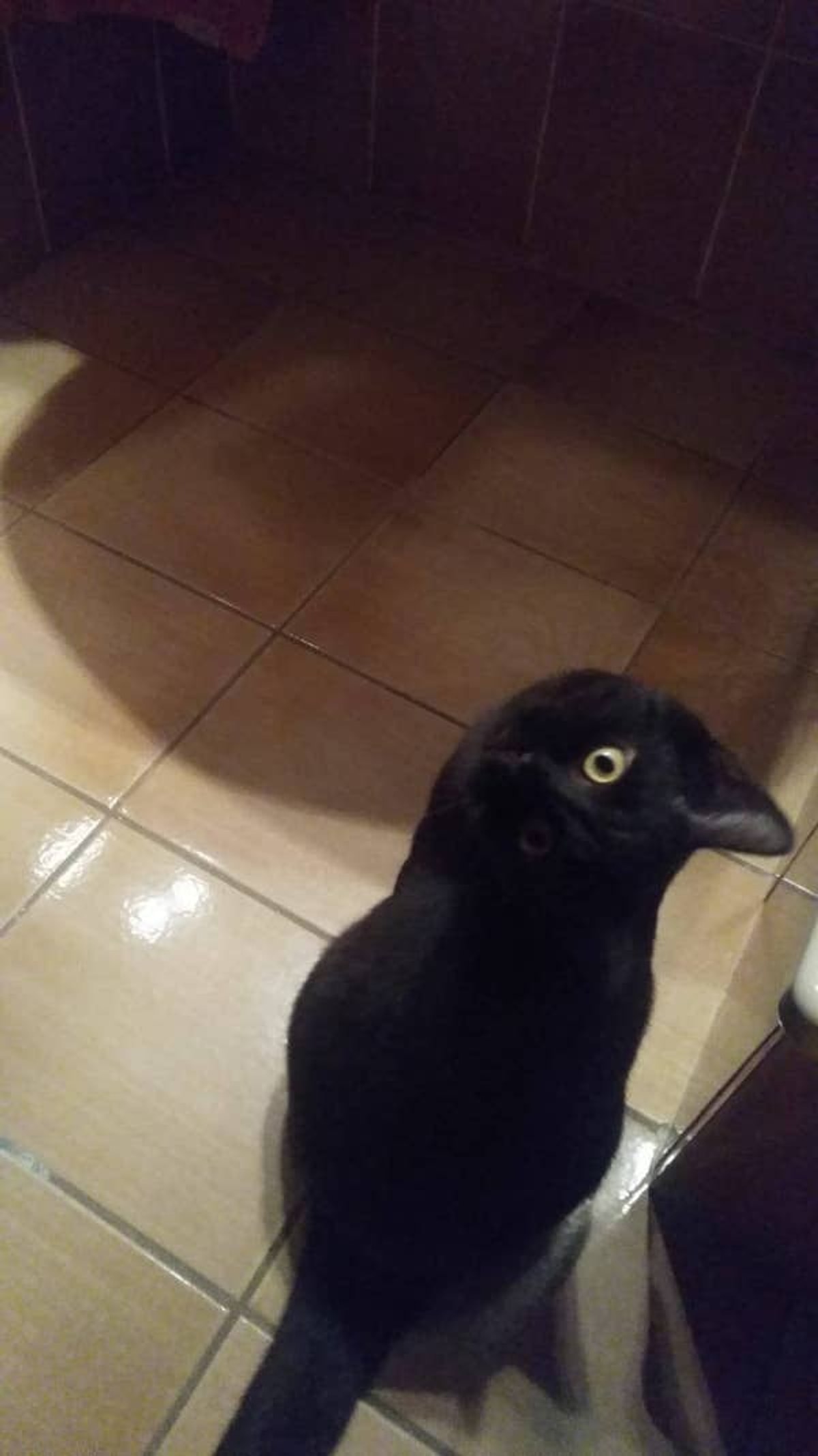 Кот Ворон Фото