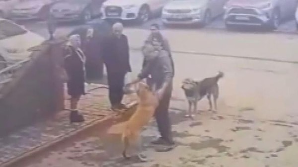 Köpek, kendisini kurtaran Feyyaz Engin isimli vatandaşa sevgi gösterisinde bulunup bir süre yanından ayrılmadı.