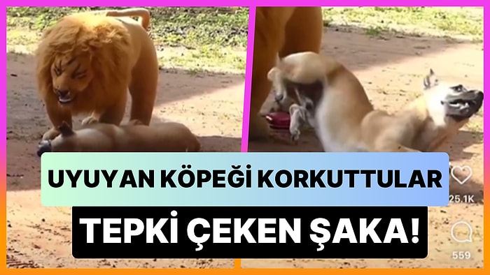 Uyuyan Köpeğe Yapılan Şaka Tepki Çekti: Aslan Maketi ile Korkuttular!