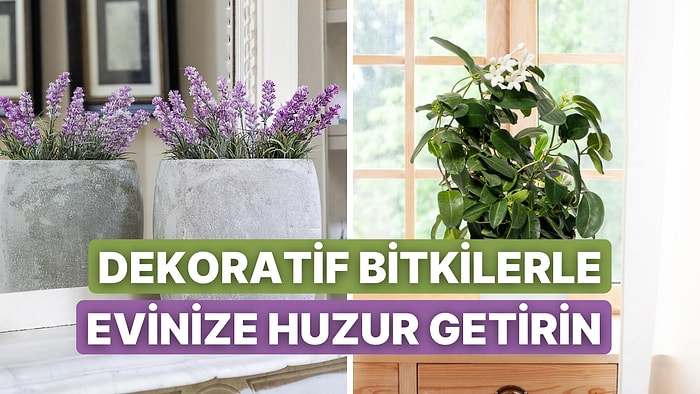 Evdeki Huzurunu Artıracak 10 Dekoratif Bitki