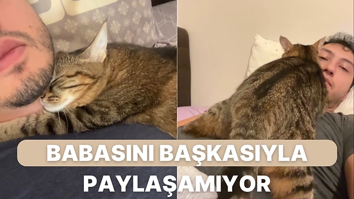 Sahibine Olan Aşkından Dolayı Sevgilisinden Adeta Nefret Eden Kedi ‘Şıpıdık’