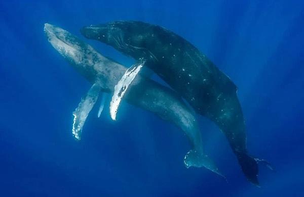 Pasifik Balina Vakfı'ndan doktora öğrencisi Stephanie Stack, Maui açıklarında bir eğlence gezisindeyken iki kambur balinayı fotoğraflayan iki fotoğrafçı tarafından arandı.