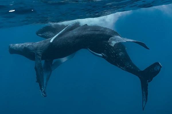 "Stack IFLScience'a yaptığı açıklamada, "Onlarca yıldır üzerinde çalışılmasına rağmen, kambur balinaların cinsel davranışları şimdiye kadar çoğunlukla bir gizem olarak kalmıştı." diyor.