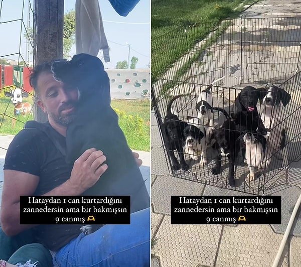 Hamile olan köpek 8 tane de yavru doğurunca ortaya muhteşem görüntüler çıktı.