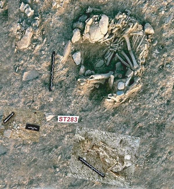 1. Kıbrıs'ta ortaya çıkarılan bir mezarda insan kemiklerinin yanında bir kedinin kemikleri bulundu. Bu kalıntılar M.Ö. 7.500 ila 7.000 yıllarına tarihleniyor. Bu keşif, kedilerin evcilleştirildiğine dair bilinen en eski kanıttır.