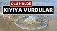 Hatay’da Yüzlerce Ölü Denizanası Kıyıya Vurdu