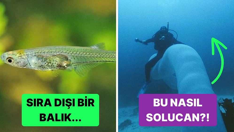 Doğanın Korkutucu Yüzünü İliklerinize Kadar Hissetmenize Sebep Olacak Birbirinden Ürkütücü 15 Yeni Fotoğraf