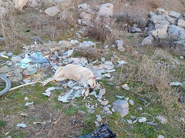 Ankara'da bir sokak köpeği, ağzı ve ayakları plastik kelepçeyle bağlı halde ölü bulundu. Polis ekipleri köpeğin ölümüne sebep olan kişi ya da  kişileri yakalamak için çalışma başlattı. Olay yerine gelen hayvanseverler ise duruma tepki gösterdi.