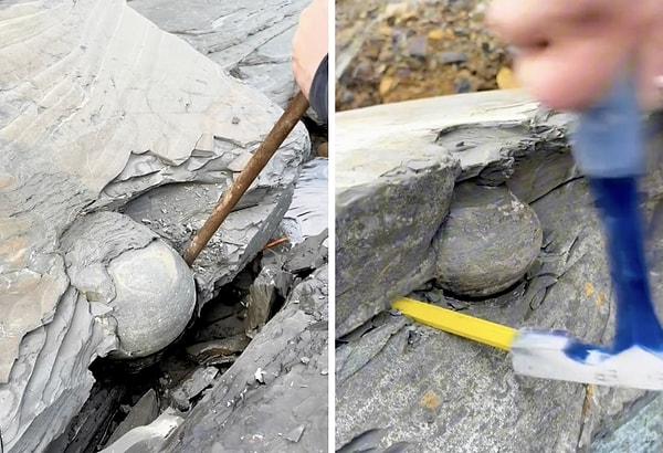 Bir fosil avcısı 185 milyon yıllık bir ammonit fosili buldu.