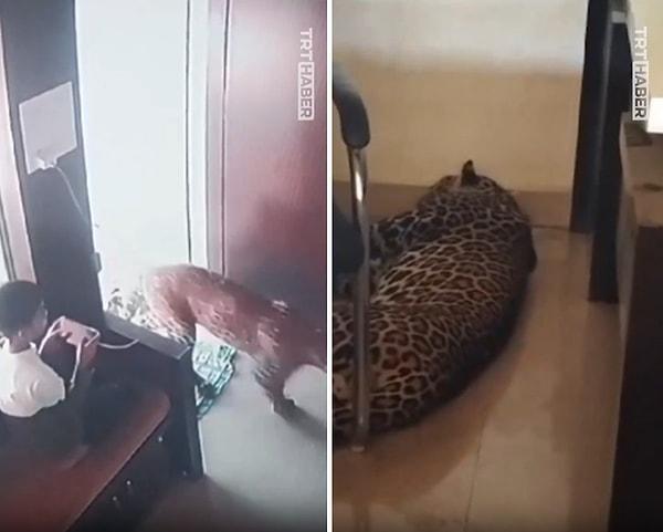 Odaya giren leopar ise kendisine bir yer bulup, yattığı yerde uyudu.