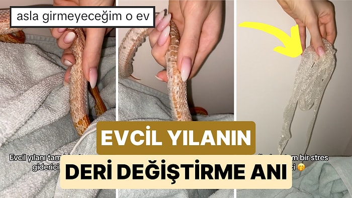 Fobisi Olanların Aklını Aldı: Bir Kadın Evcil Yılanının Deri Değiştirme Anını Paylaştı