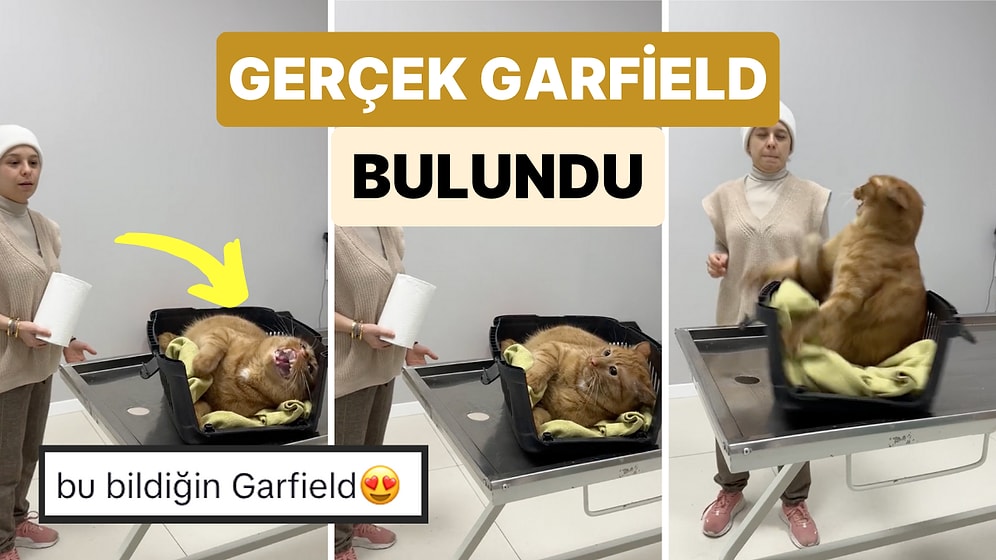 Gerçek Garfield Bulundu! Veterinere Götürülen Dev Kedi Tembelliği ve Öfkesi ile Veterinere Zor Anlar Yaşattı