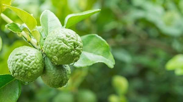 8. Bergamot