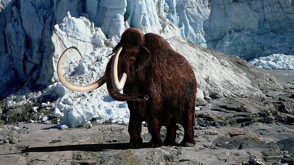 Bilim insanları 4 bin yıl önce nesli tükenmiş olan mamutları yeniden canlandırma çabalarında önemli bir ilerleme kaydettiler.