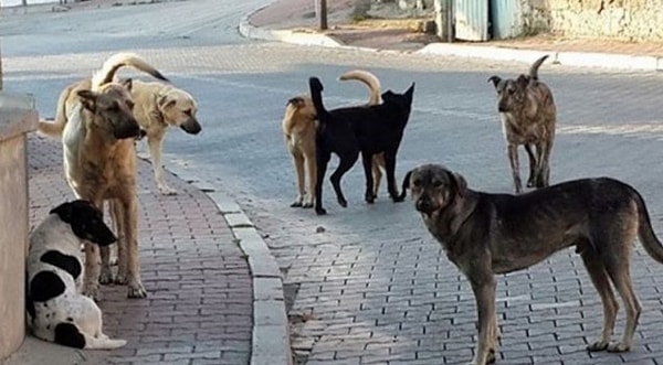 Yeniden Refah Partisi: "Hayvanseverlik adı altında sokaklarımız başıboş sokak köpekleri tarafından işgal ediliyor.Modern, konforlu barınaklar inşa edeceğiz"