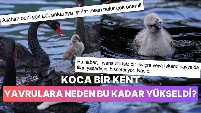 Hepimizin İhtiyacıymış! Kuğulu Park'ta Dünyaya Gelen Yavru Kuğulara Ankaralılar Fena Yükseldi