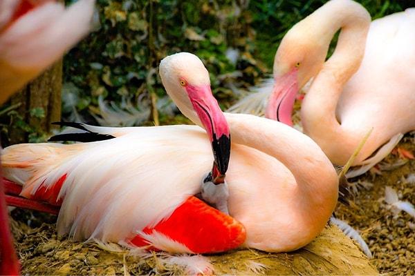 Videoda ebeveyn bir flamingo, yavrusunu beslemek amacıyla diğer ebeveynin başının üzerine midesinde ürettiği kırmızı sütü kusuyor.