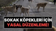 Adalet Bakanı Tunç Açıkladı: Başıboş Sokak Köpekleri İçin Yasal Düzenleme Geliyor