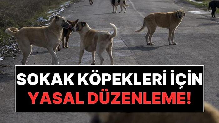 Adalet Bakanı Tunç Açıkladı: Başıboş Sokak Köpekleri İçin Yasal Düzenleme Geliyor