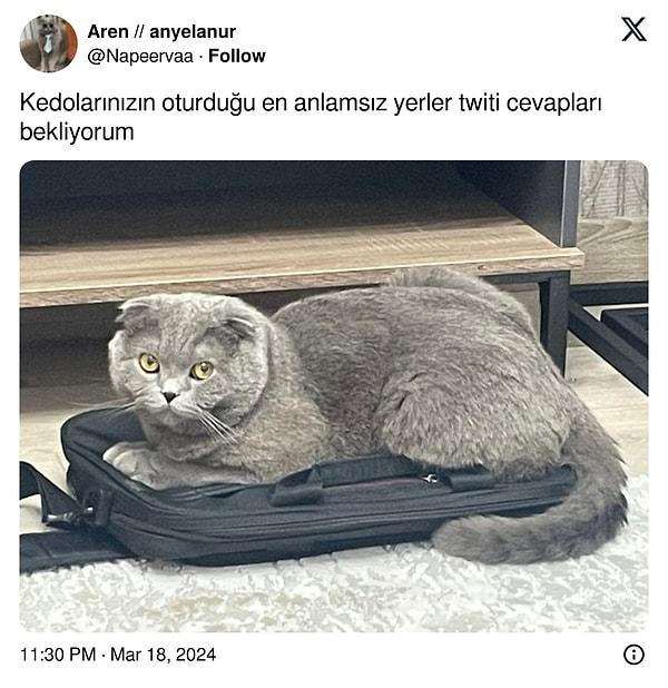 @Napeervaa isimli sosyal medya kullanıcısı da kedisinin oturduğu anlamsız yeri paylaşarak diğer kullanıcılara "Kedolarınızın oturduğu en anlamsız yerler" sorusunu sordu. Ortaya ise kahkaha tufanı yaratacak görseller çıktı. Gelin, birilikte bakalım!