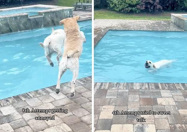 Bir yere yetişmesi gereken bir kadın, köpeklerini bir türlü havuzdan çıkamadı.
