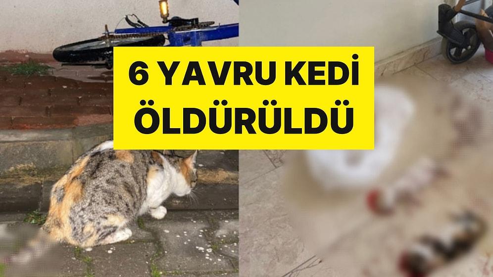 Bursa'da Hayvana İşkence! Bu İlk Değil: 6 Yavru Kedi Vahşice Katledildi