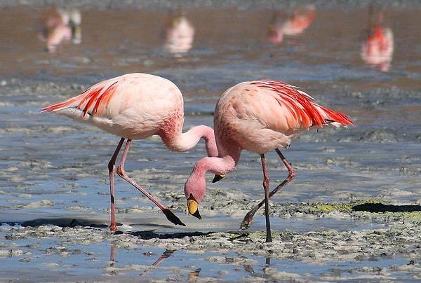 Flamingos' Unconventional Feeding Method: A Spectacle of Nature's Wonders